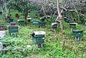 Trại ong nội 1